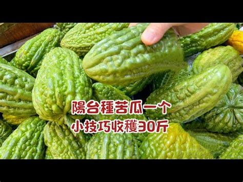 沙發對門口 苦瓜種植陽台